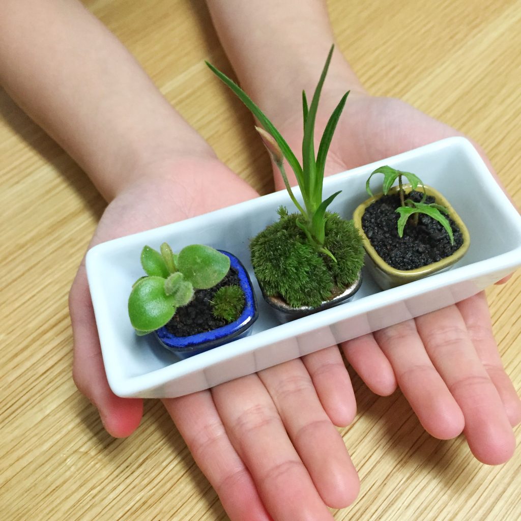 多肉植物・熊童子などの苔ミニ盆栽風 - Nyarry Lab